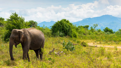 Bundala National Park Safari from Koggala City