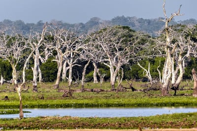 Wilpattu National Park Entrance Tickets