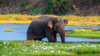 Wasgamuwa National Park Entrance Tickets
