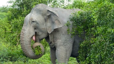 Bundala National Park Safari from Koggala City