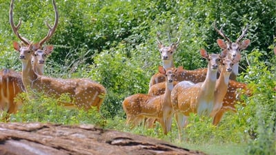 Yala National Park Safari from Weligama City