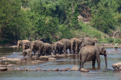 Pinnawala Elephant Orphanage and Village Tour from Colombo City