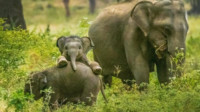 Yala National Park Safari from Weligama City