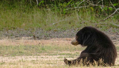 Yala National Park Safari from Weligama City