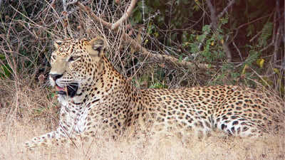 Yala National Park Safari fra Koggala City