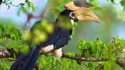 Bundala National Park Safari from Talpe City