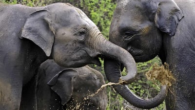 考杜拉国家公园入场券