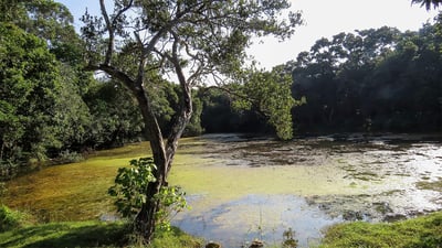 Wild Wonders and Sacred Spaces Tour from Galle (2 Days) by Standard Car