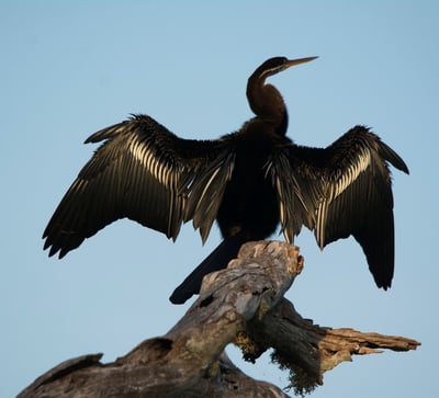 Bundala National Park Safari from Talpe City