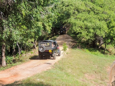 Kaudulla National Park Safari from Kandy City