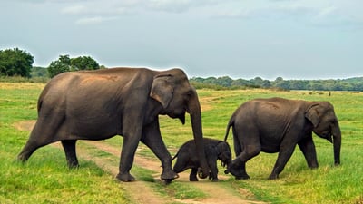 Minneriya National Park Safari from Kandy City
