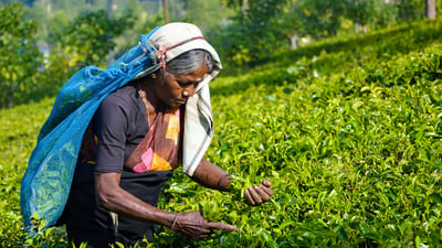 Tea Estate Experience from Ella City