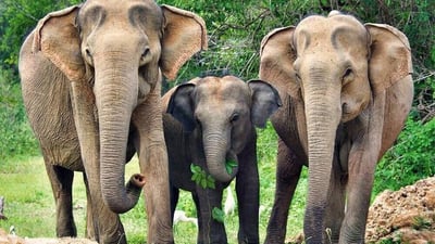 Yala National Park Safari from Weligama City