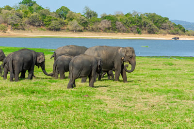 Minneriya National Park Safari from Kandy City