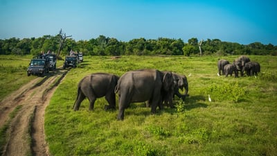 Minneriya National Park Private Safari
