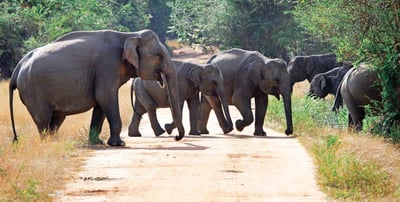 Wasgamuwa National Park Safari from Kandy City