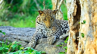 Yala National Park Safari from Mirissa City