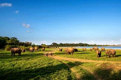 Minneriya National Park Safari from Kandy City