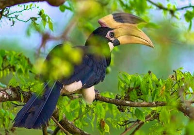 Bundala National Park Safari from Beruwala City
