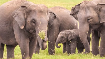 Hurulu Eco Park Private Safari