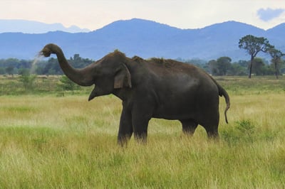 Wasgamuwa National Park Safari from Kandy City