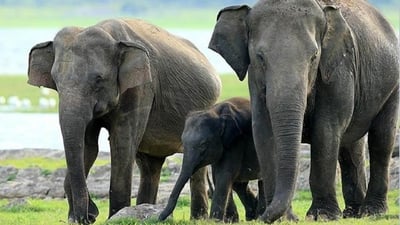 Minneriya National Park Safari from Sigiriya City