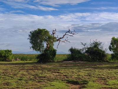 Bundala National Park Safari from Talpe City