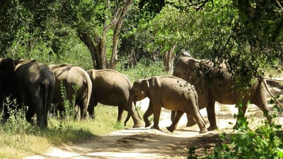 Wilpattu National Park Safari from Dambulla City