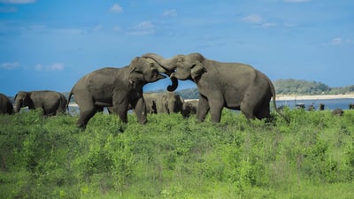 Hurulu Eco Park Private Safari