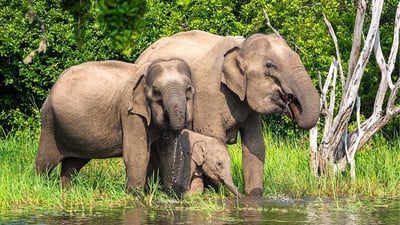 Safari Privé au Parc National de Wasgamuwa
