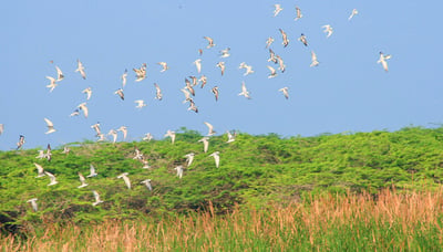 Bundala National Park Safari from Mirissa City