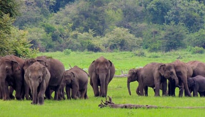 Udawalawe National Park Safari from Dikwella City