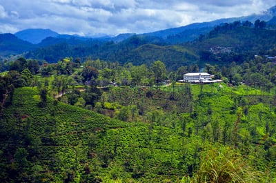 Tea Estate Experience from Ella City
