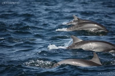 Sethawadiya Dolphin View Eco Lodge
