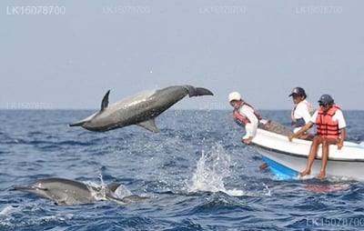 Sethawadiya Dolphin View Eco Lodge