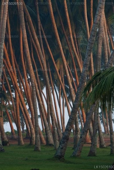 Avani Kalutara Resort
