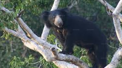 Kulu Safari - Wilpattu