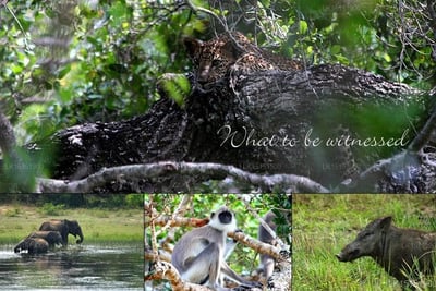 Sri Lanka Tented Safari Camping Yala