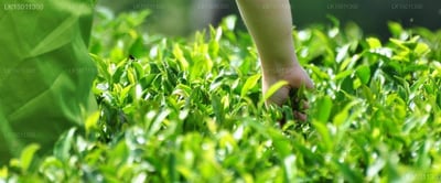 Heritance Tea Factory