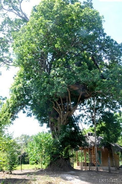Back of Beyond - Dehigaha Ela