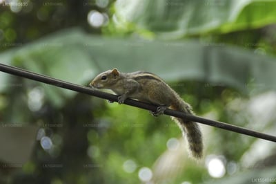 Weligama Bay Resort