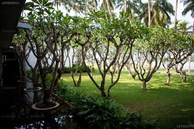 Avani Kalutara Resort