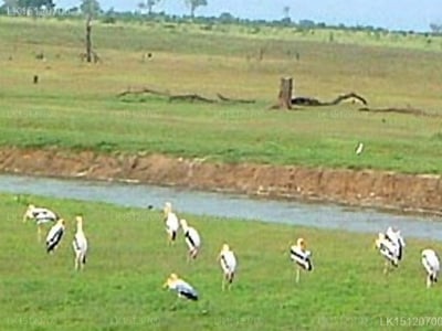 Kulu Safari - Wilpattu