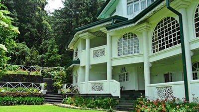 Green Forest