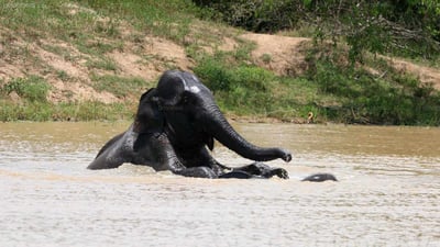 Governors River Lodge Wilpattu