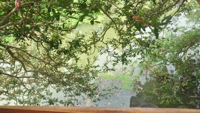 Villa Kumbuk Tree House