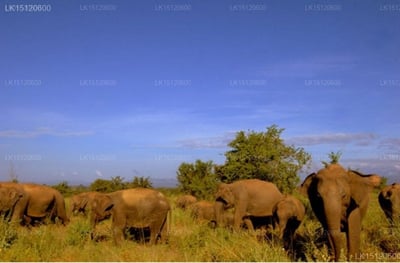 Kulu Safari - Udawalawe