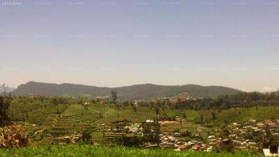 Green Forest