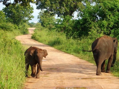 Udawalawa Safari Village Hotel