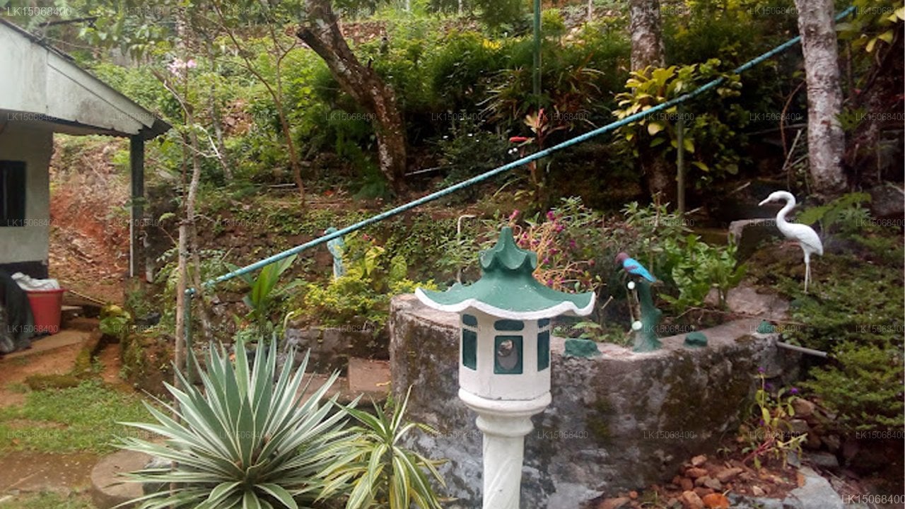 Pine Forest Inn Holiday Bungalow